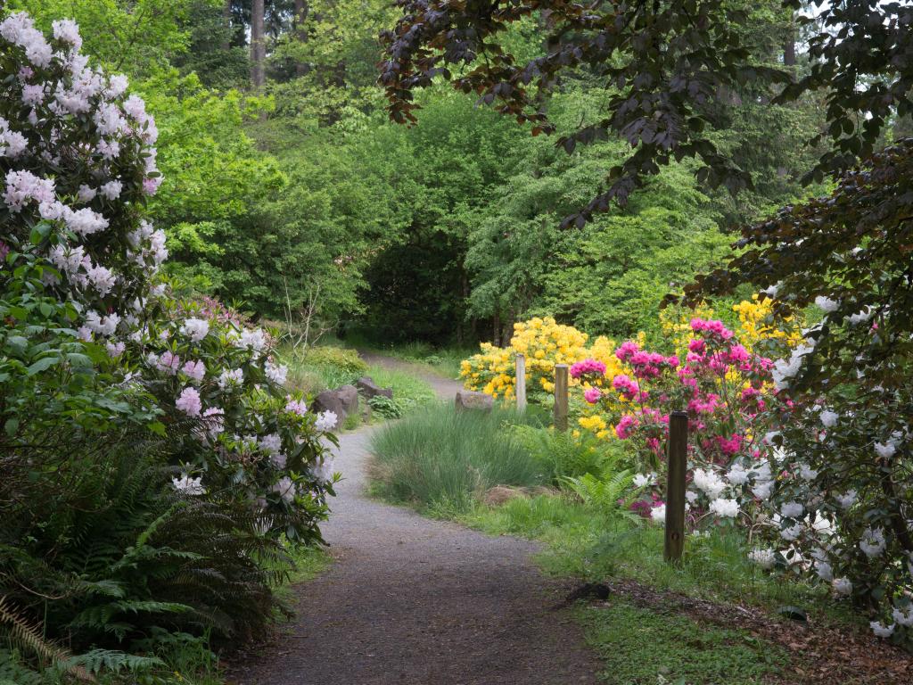 A walkway in Hendricks Rhododendron Park, Eugene Oregon