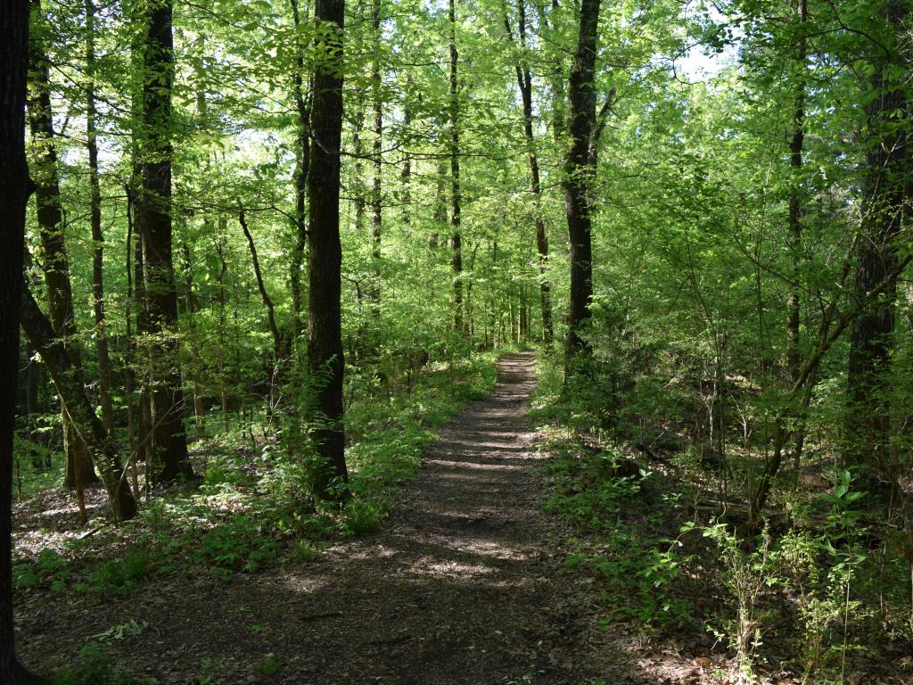 Part of the Natchez Trace National Scenic Trail in Mississippi. Lush green trees all around
