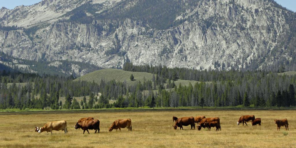 Cattle grazing near Ketchum, Idaho, with mountains in the background