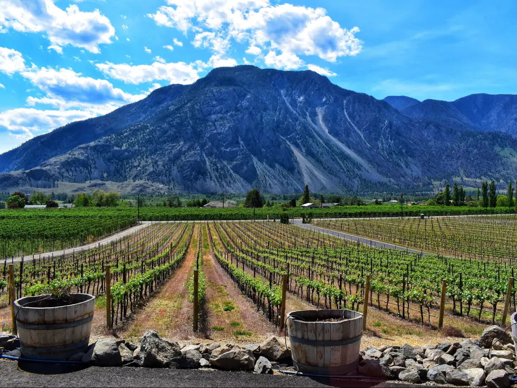 Keremeos vineyard, Canada with the beautiful mountains in the distance and the vineyard in the foreground taken on a sunny day. 