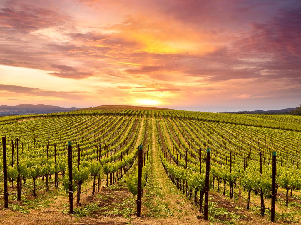 Beautiful Sunset Sky in Napa Valley Wine Country on Spring Vineyards , Mountains.