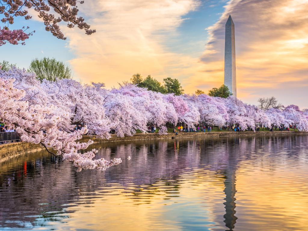 Washington DC at the tidal basin with Washington Monument in the background in spring season, with purple foliage surrounding the water and a soft sky.