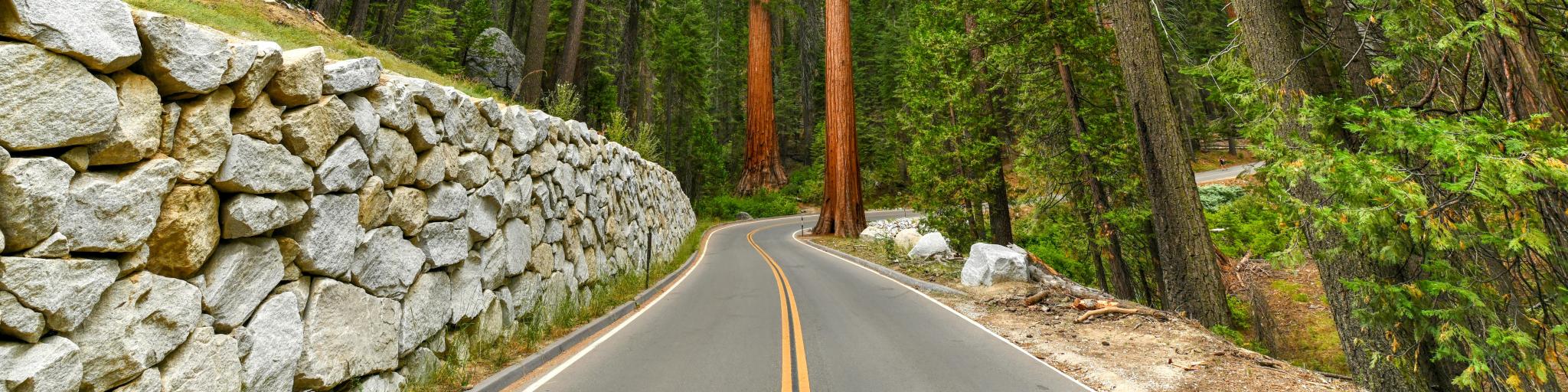 Giant Sequoia trees in Mariposa Grove, with empty road weaving through the forests