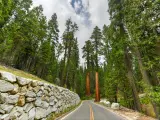 Giant Sequoia trees in Mariposa Grove, with empty road weaving through the forests