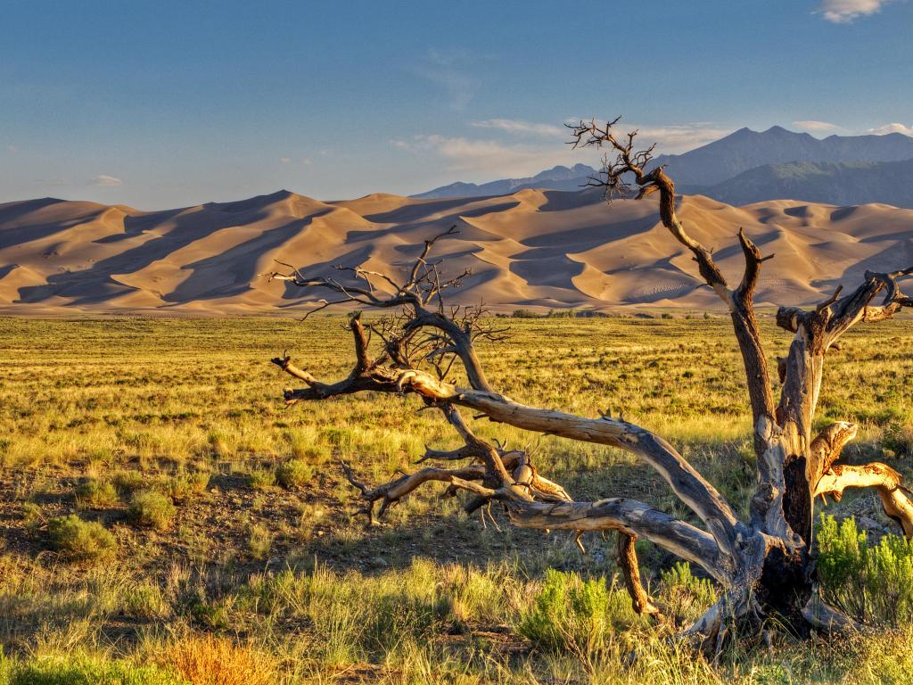 Great Sand Dunes National Park, Colorado, USA taken at sunrise located in San Luis Valley with a tree in the foreground, grasses and the sand dunes in the distance.