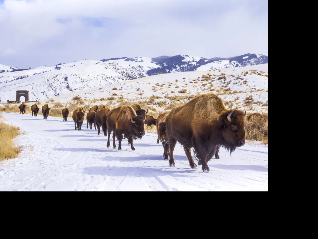 Herd of bison in Yellowstone National Park during the winter