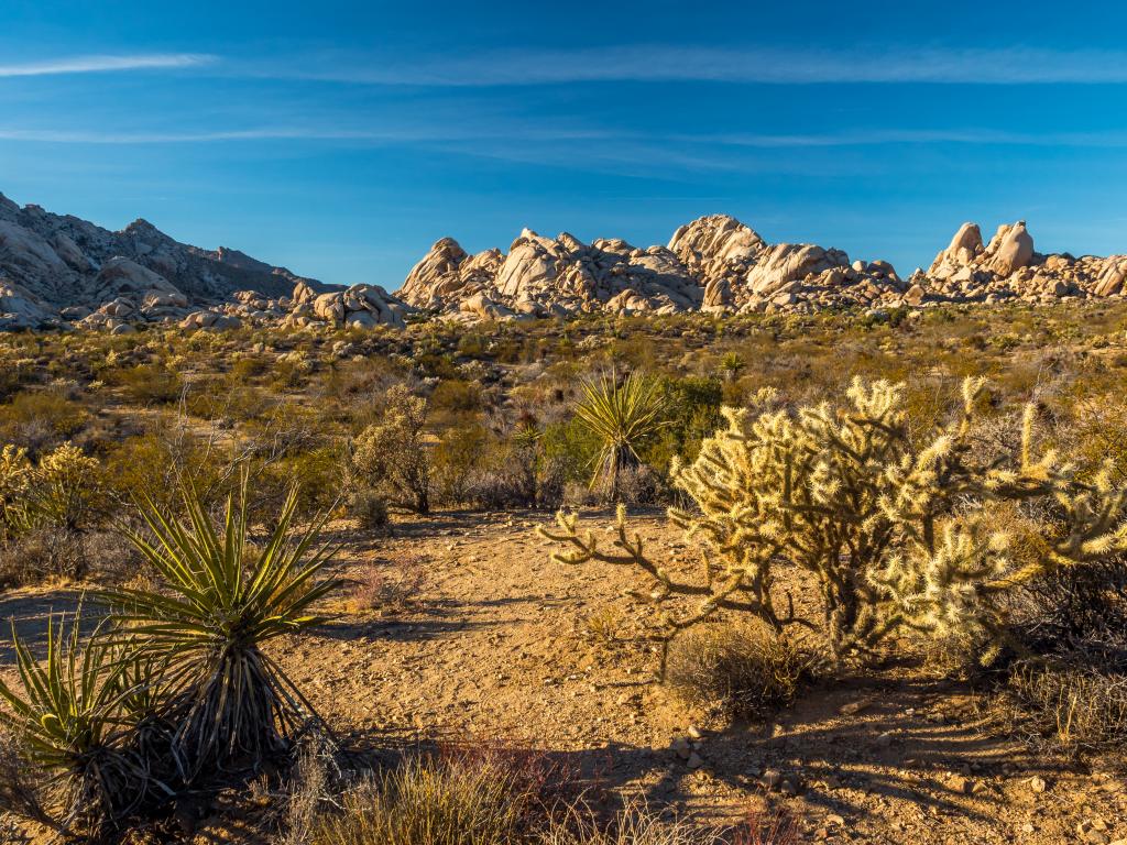 Desert landscape of the Mojave National Preserve with rock formations and different kinds of cactus.