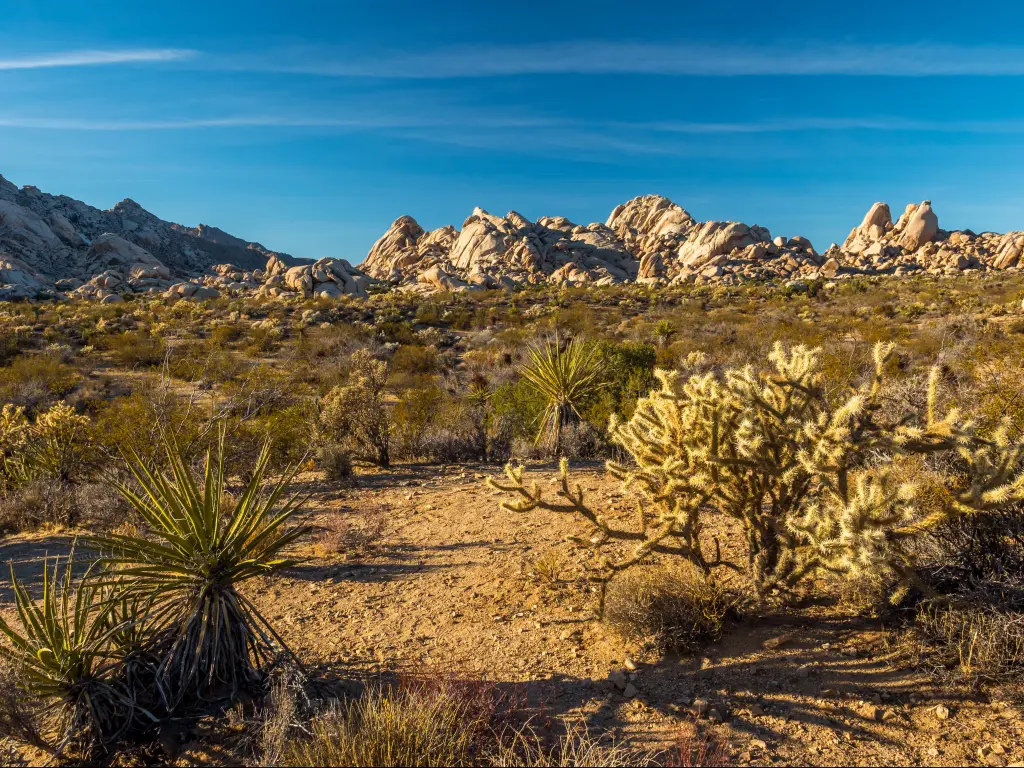 Desert landscape of the Mojave National Preserve with rock formations and different kinds of cactus.