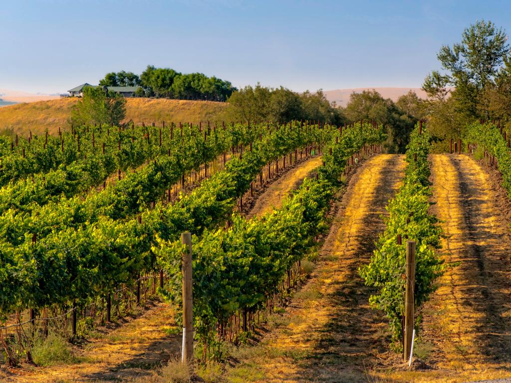 Walla Walla, USA with vineyards in the foreground taken on a sunny day with trees and rolling hills in the background.