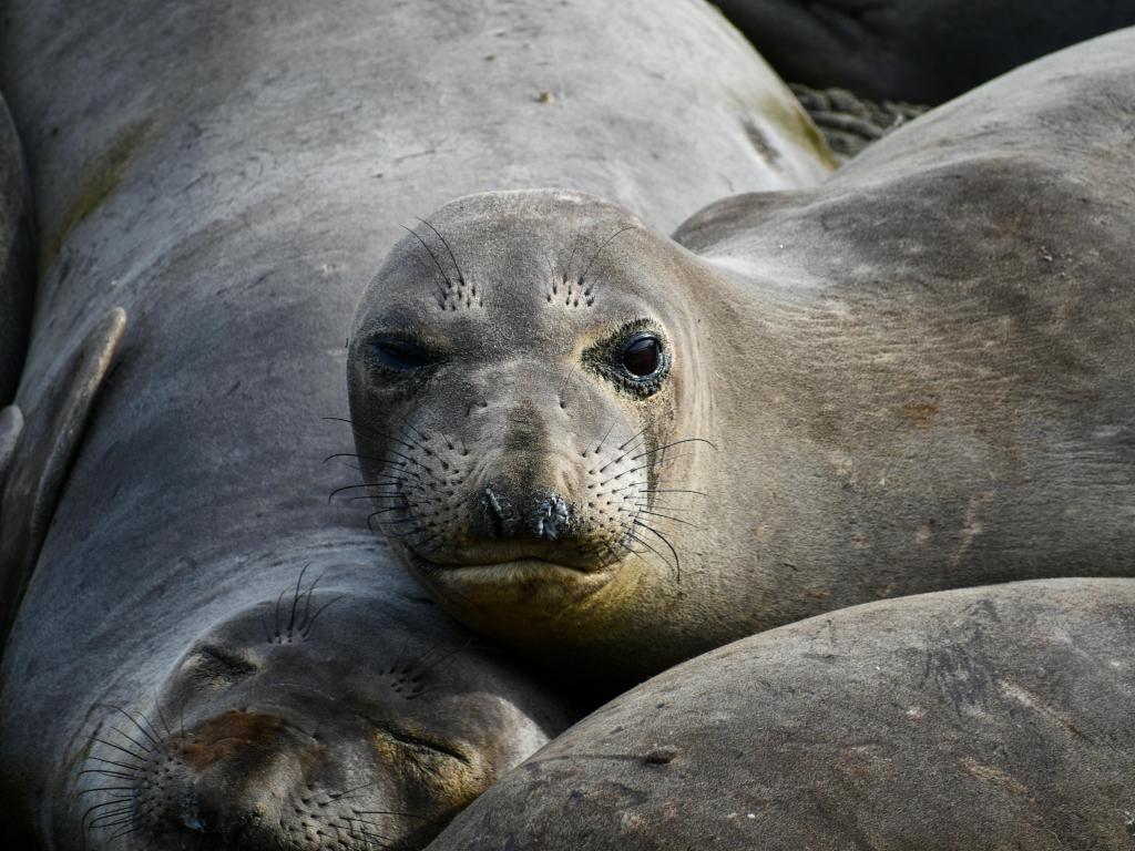 Elephant seals napping together, with one seal awake and looking at the camera