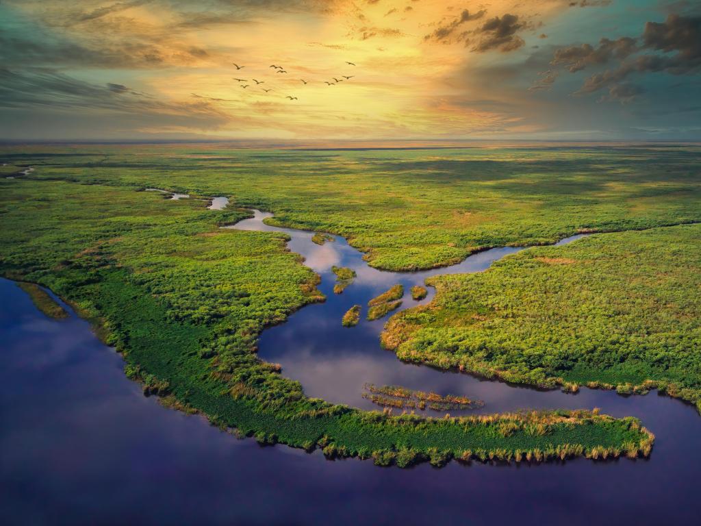 The Everglades, Florida taken as an aerial View at the golden hour sunset with rivers running through a lush green land and birds flying above.