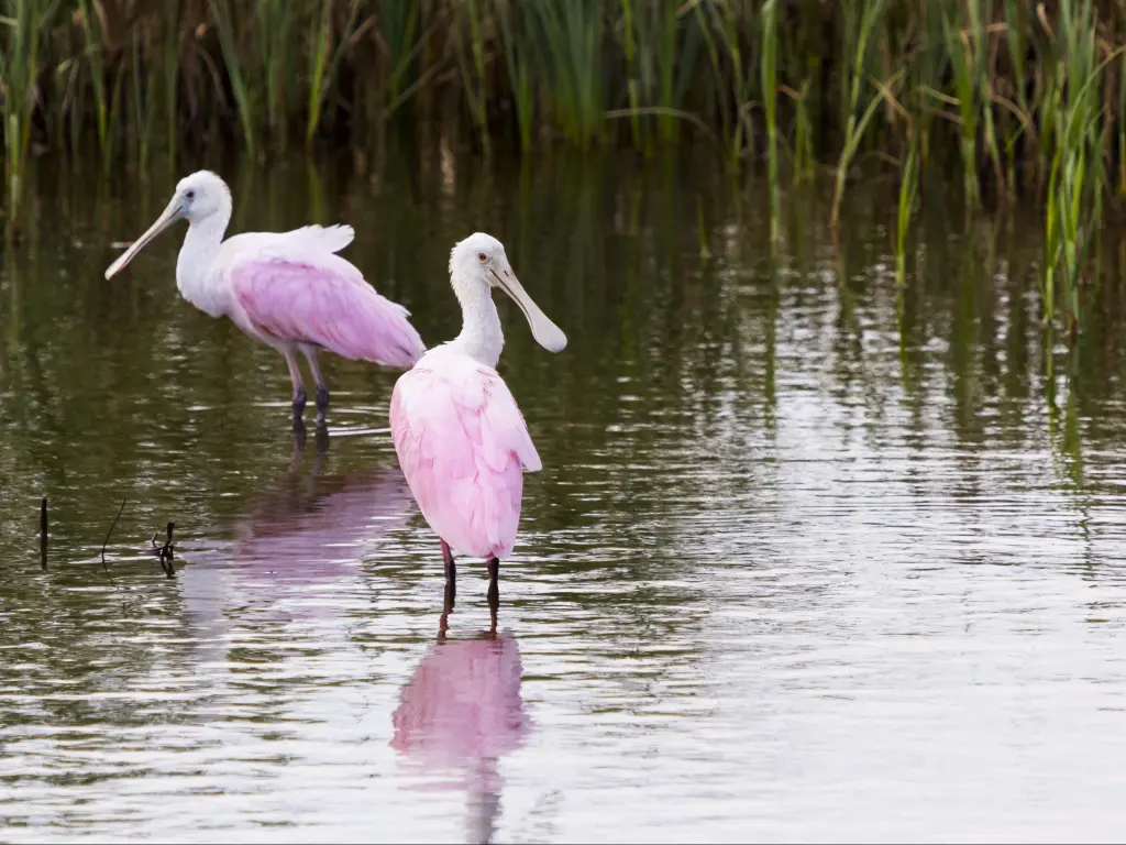 Roseate spoonbill in natural habitat on South Padre Island, TX.