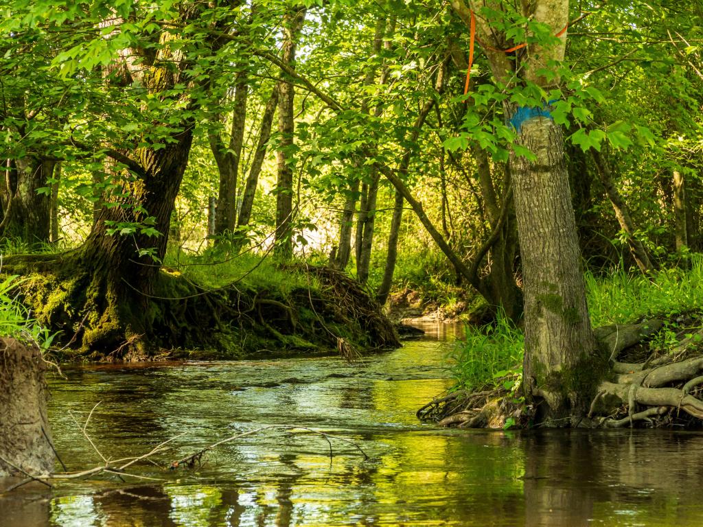 Wendell State Forest, USA with a creek surrounded by trees and sunshine breaking through the woods. 