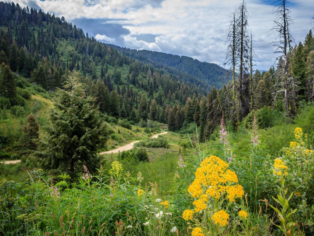 Flowers grow in the forest along National Forest Road 555 in the Boise National Forest, Idaho, USA