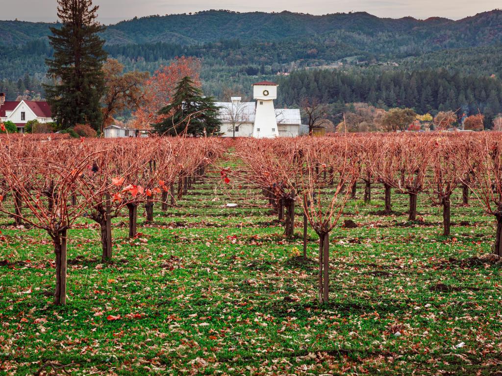 Winter in Napa Valley, CA, with red tinged vines standing in a field in front of a whitewashed building and forest in the background