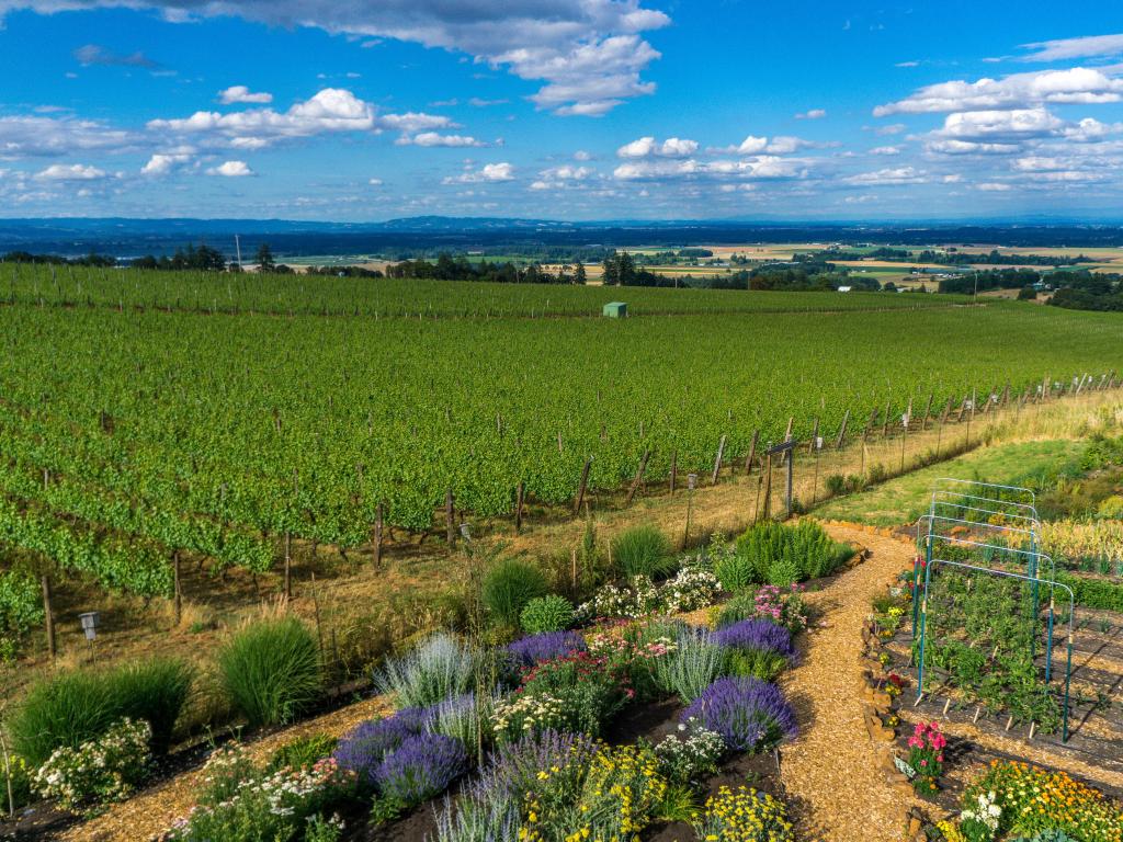 View on the vines from a Wine tasting room in the Willamette Valley, Oregon