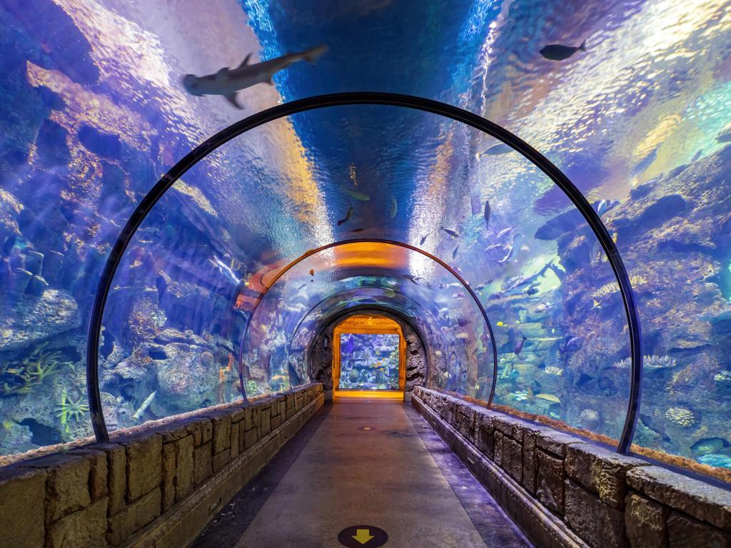 Glass tunnel and walkway in the tunnel with a hammerhead shark swimming up above