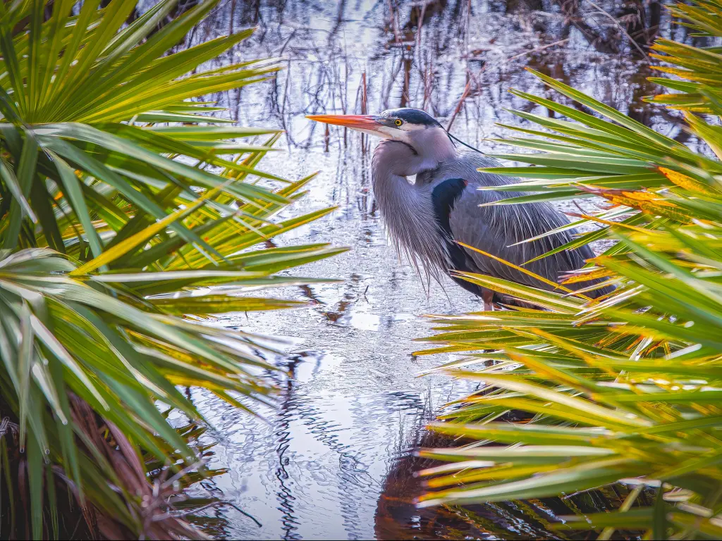 A Great Blue Heron seen through the vegetation at St. Andrews State Park, Panama City, Florida