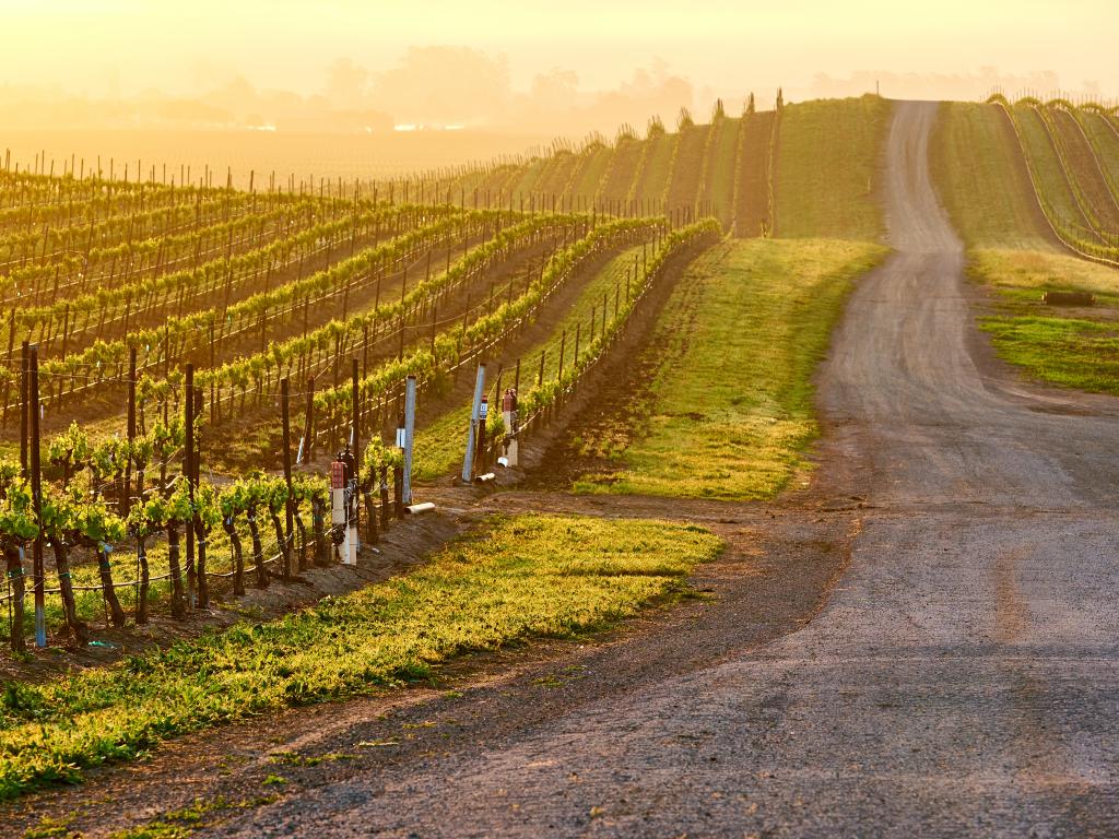 Vineyards along a country road at sunrise in Napa Valley, California