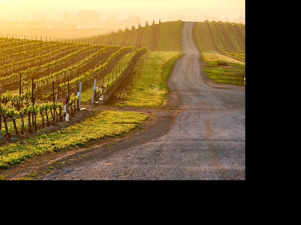 Vineyards along a country road at sunrise in Napa Valley, California