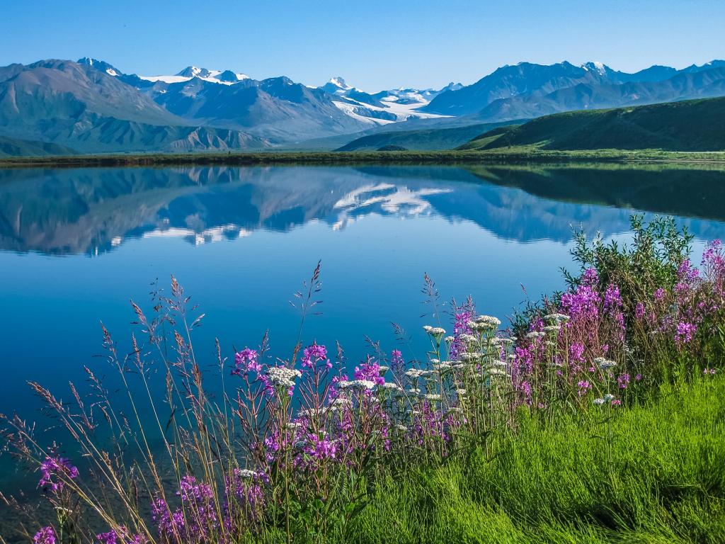 Tanana Valley State Forest, Alaska with wildflowers on the bank of Tanana Valley State Forest in the foreground, and with the mountains reflecting in the water.
