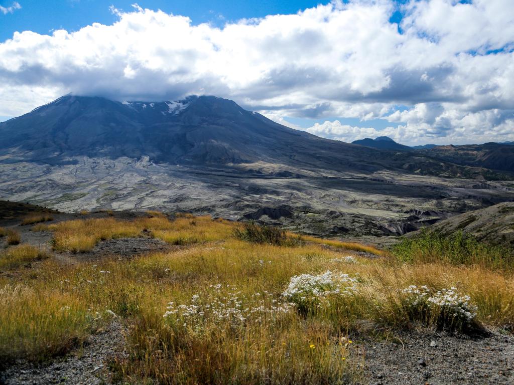 Castle Rock, Washington, USA taken at Harry's Ridge which provides a view of Mount St. Helens and its volcanic landscape, wildflowers in the foreground and clouds in the sky.