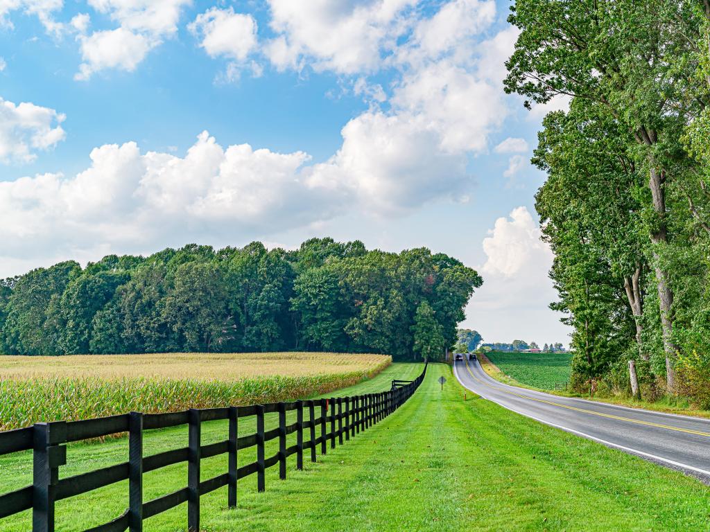 Straight road runs beside a field of ripening corn with neatly cut grass and tall green trees