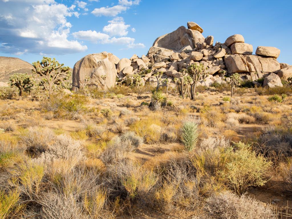 Joshua Tree National Park, California, USA with trees and rocks in the foreground and taken on a sunny day.