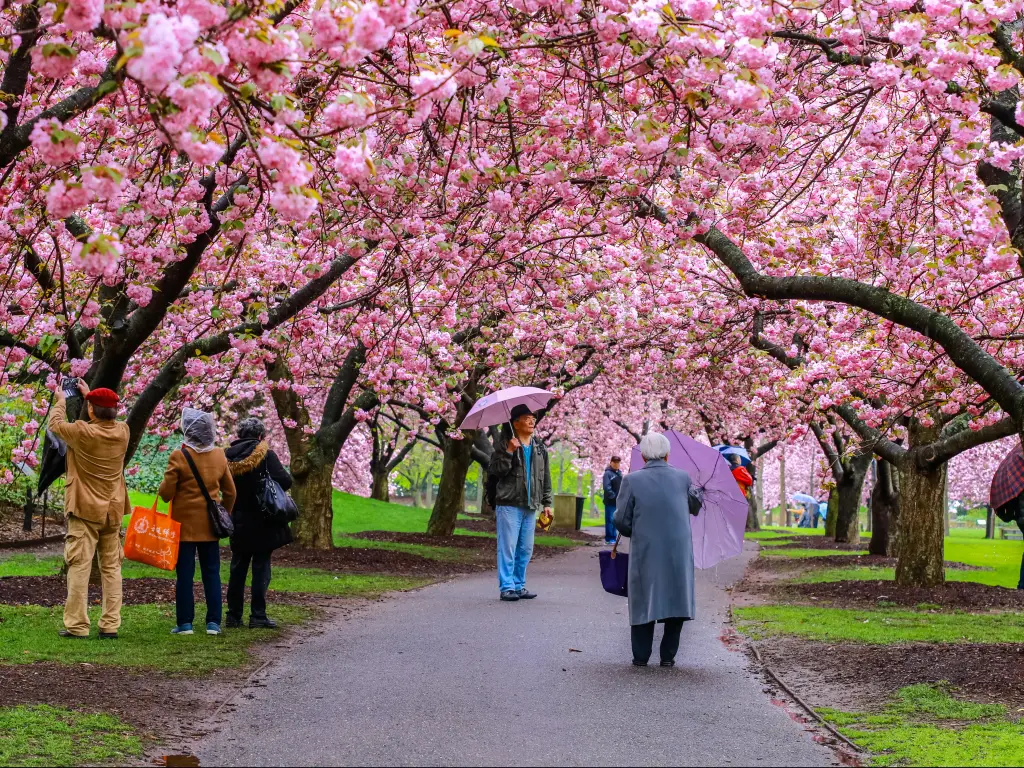 Cherry blossoms in Brooklyn Botanic Garden in New York City