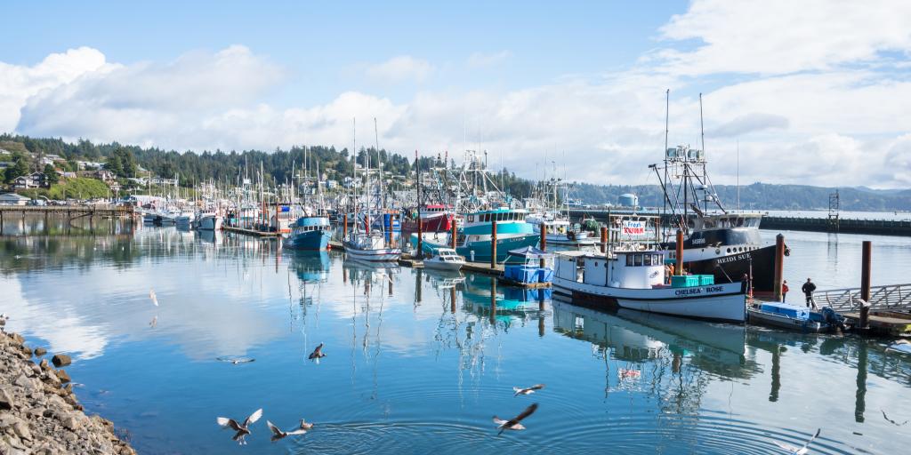 Birds dive into the water at Newport Bayfront in Oregon