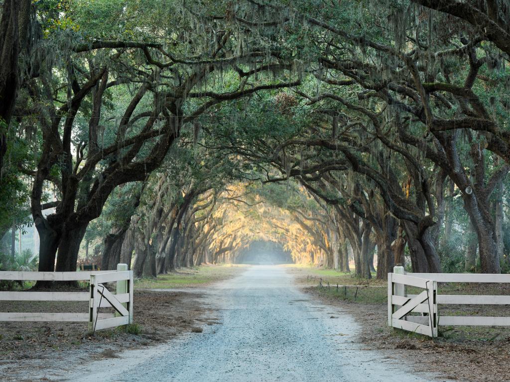 Old Oak Road with Spanish moss in early morning light