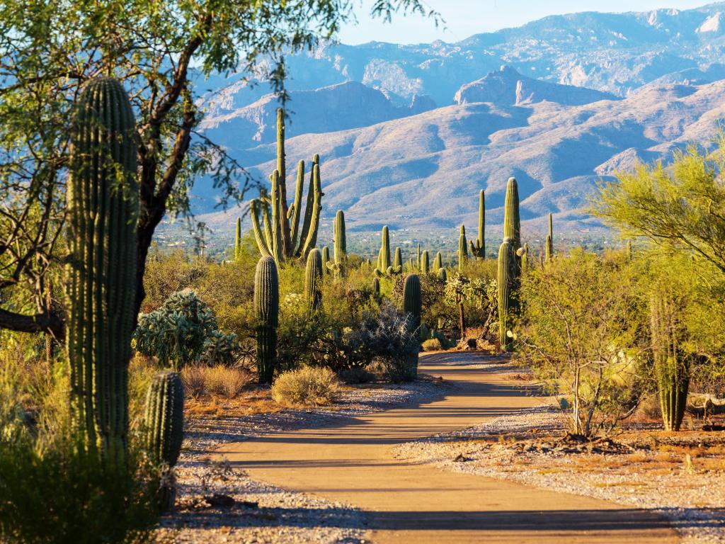 Saguaro National Park, Arizona, USA with Saguaro cacti and the mountains in the distance taken on a clear sunny day with a path running alongside. 