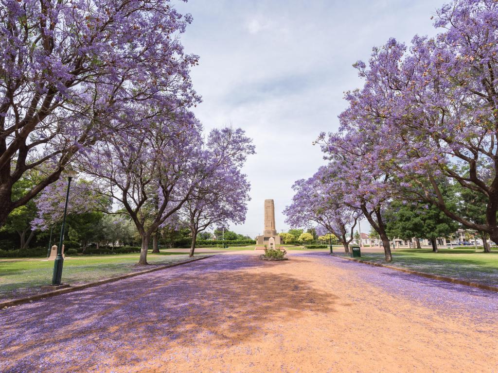 Dubbo, NSW, Australia with a view of Jacaranda over rural street in Victoria Park with lilac tress lining the path.