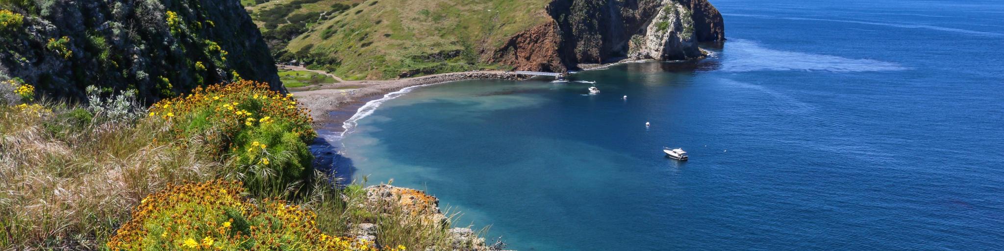 Santa Cruz Island, Channel Islands National Park, California showing Scorpion Anchorage with wildflowers in the foreground and a calm sea beneath the mountainous terrain and blue sky above.