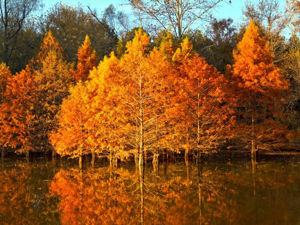 Shoreline Percy Priest lake near Nashville Tennessee during the fall