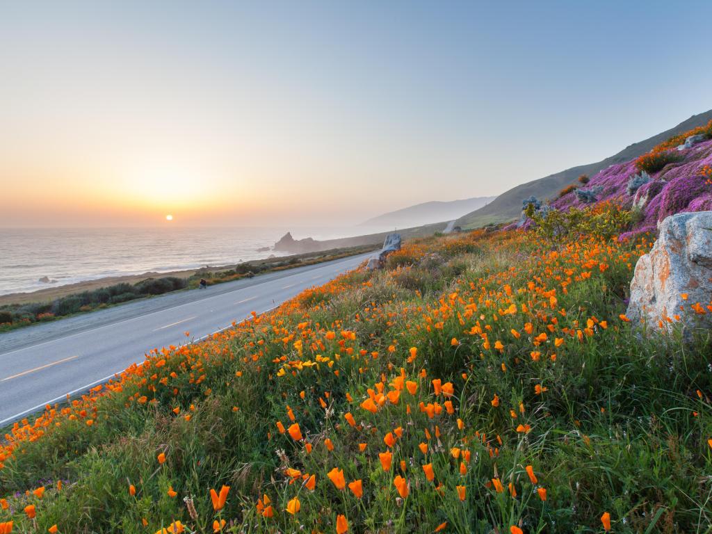 Wild flowers and winding California coastline alongside highway, in Big Sur at sunset