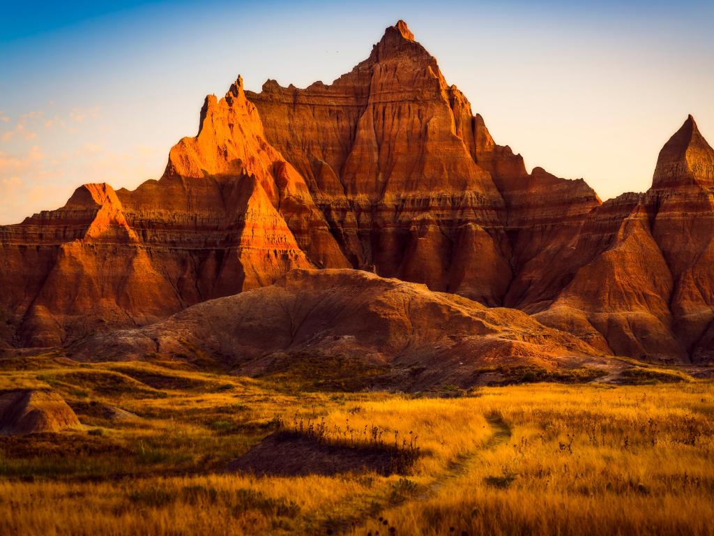 Badlands National Park, South Dakota, USA with golden yellow grass in the foreground and the rocky formations in red in the background as the sun is beginning to set on a cloudless day. 
