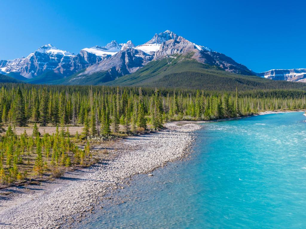Athabasca River, Alberta, Canada where the glacial Silt turns the Athabasca River blue on Icefields Parkway, surrounded by trees and snow-capped mountains in the distance against a clear blue sky.