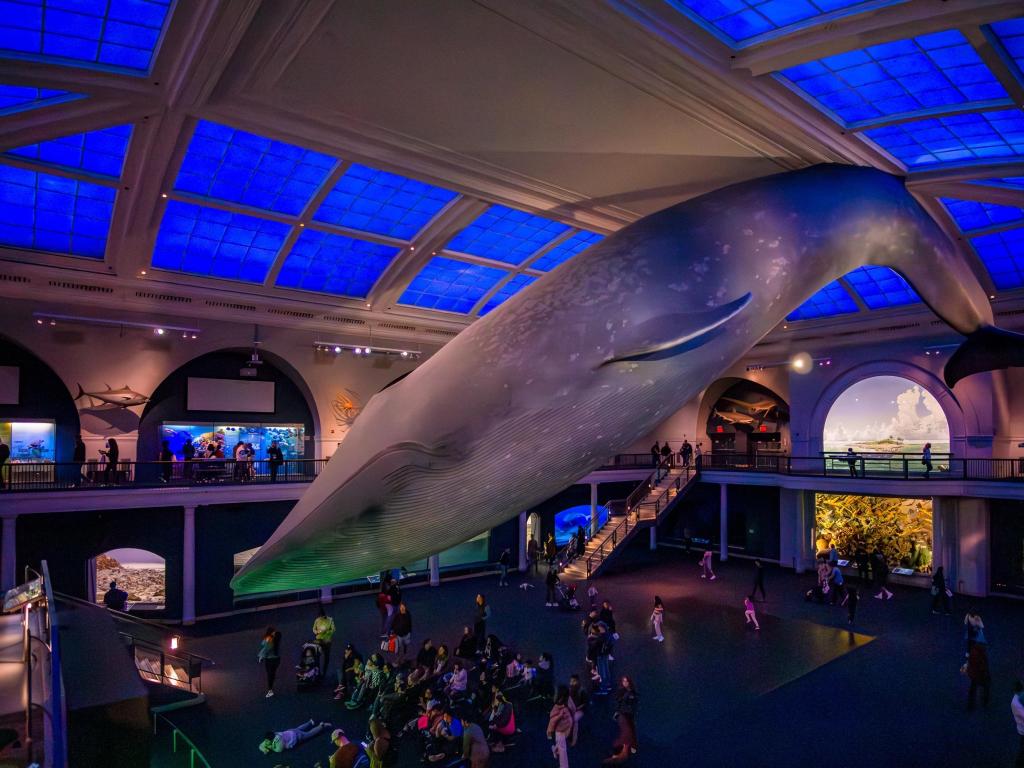 Visitors enjoying the interior of American Museum of Natural History’s Milstein Hall of Ocean Life, with 94 ft long blue whale model 
