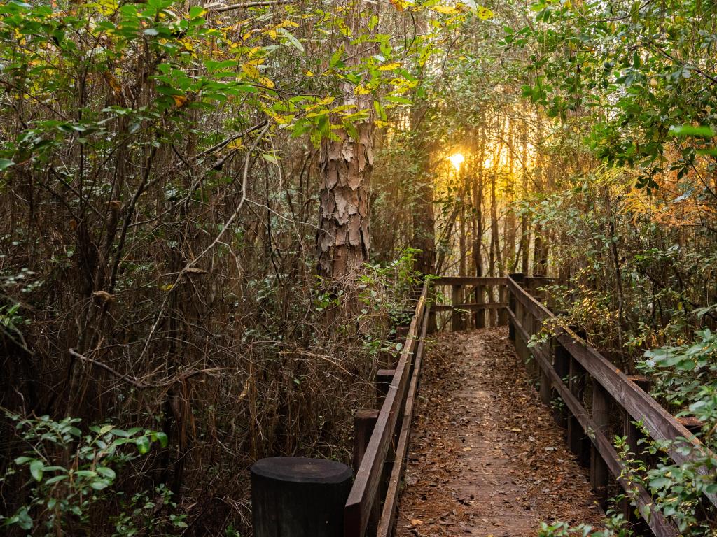 Blackwater River State Forest, Florida with a wooden trackway leading into a dense forest with a low sun shining through the trees.