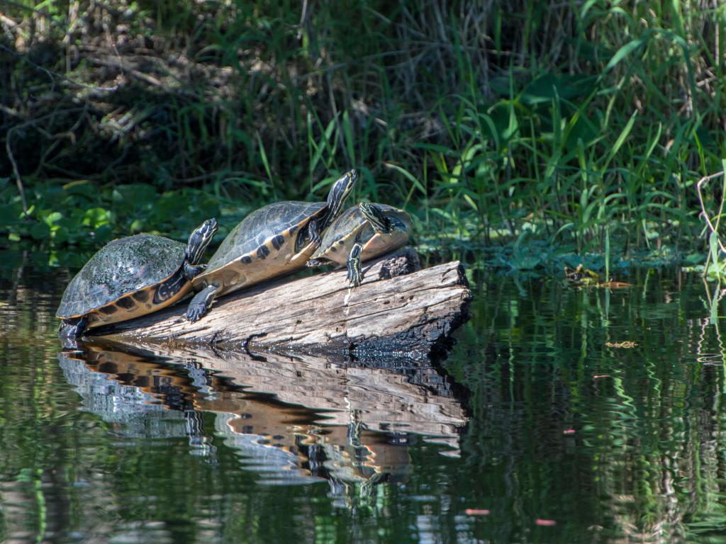 USA, Florida, Orange City, St. Johns River, Blue Spring State Park, turtles.