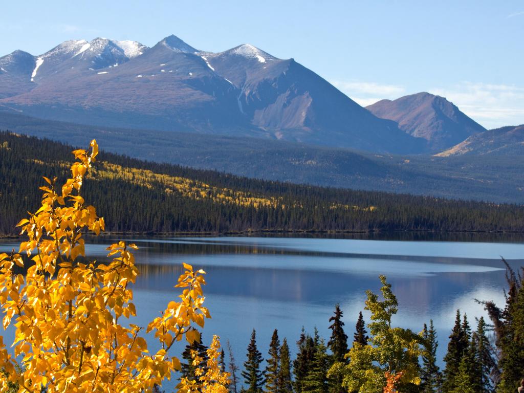 Various shades of blue, gold and green at the glacier fed Kluane Lake with mountains and blue sky in the background