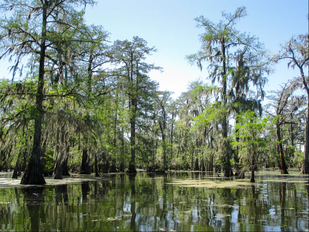 Cypress trees growing in the waters of Atchafalaya Swamp, Louisiana.