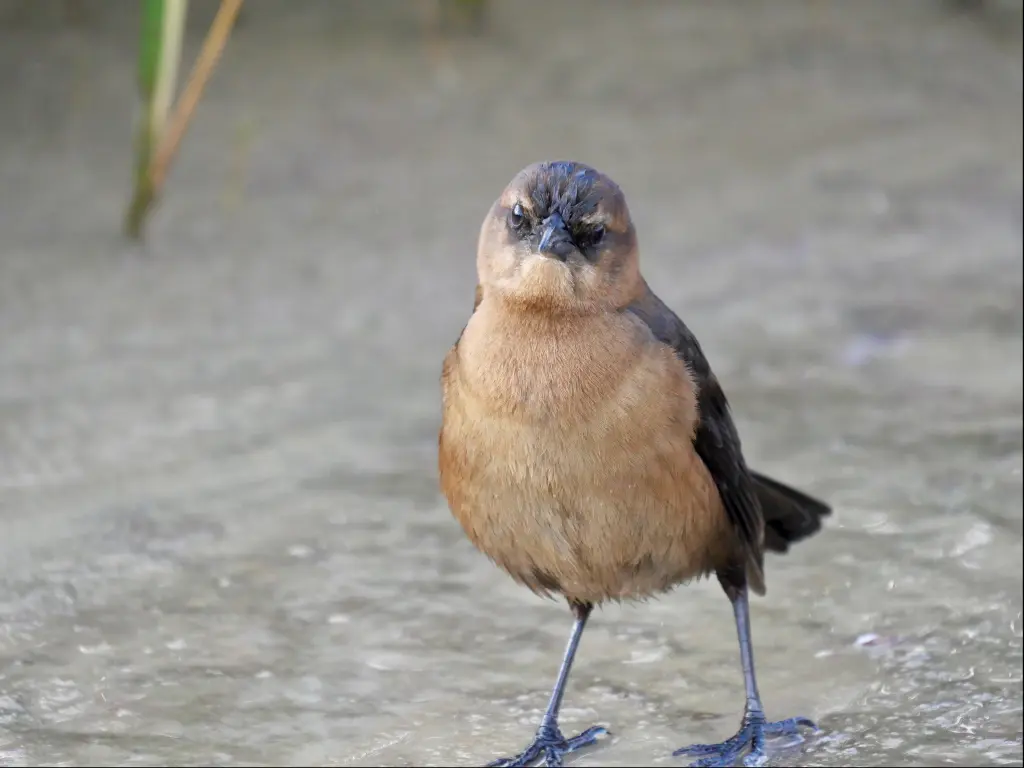 Close up shot of a Boat-tailed Grackle bird at St Marks National Wildlife Refuge, Florida