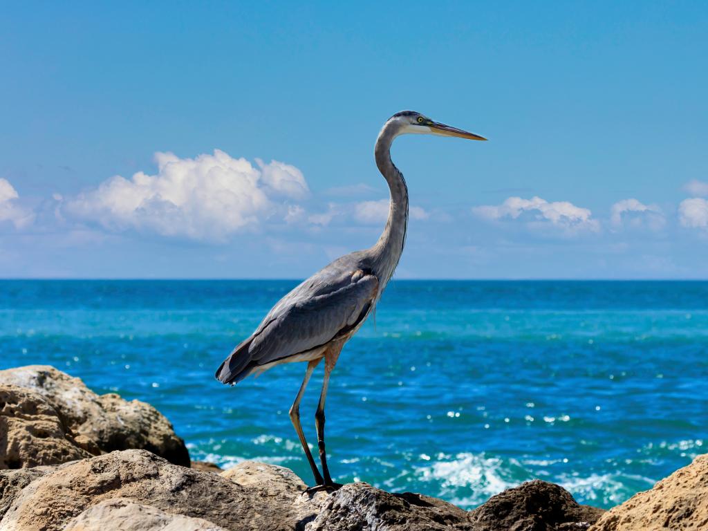 Great blue heron, Ardea herodias, standing on the cliffs and looking towards the ocean, Sanibel Island, Florida, USA