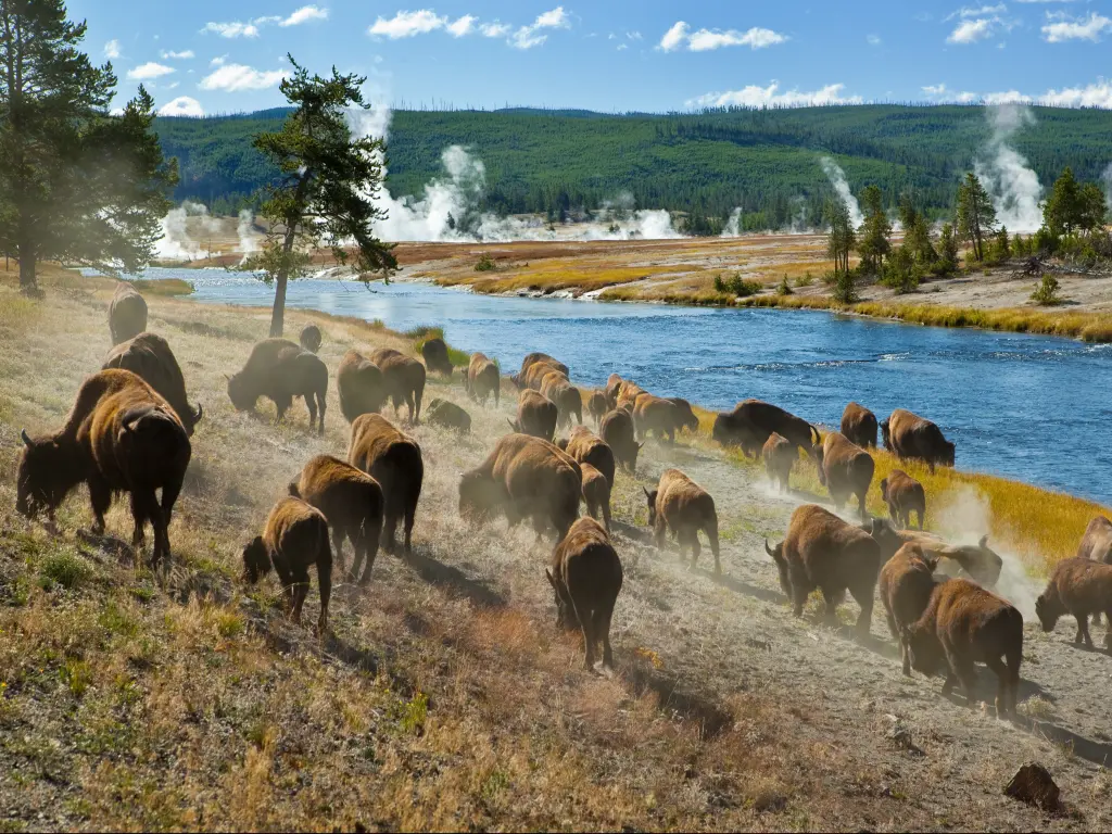 A herd of bison moving along Firehole River in Yellowstone National Park with geysers in the background
