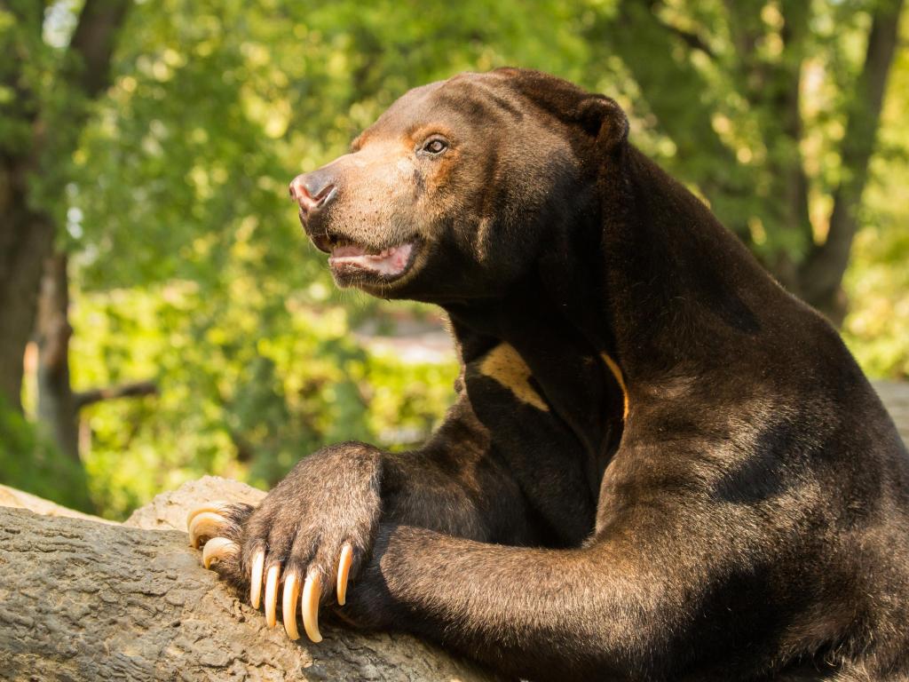 A Sun Bear poses, leaning on a log at Henry Doorly Zoo, Omaha, Nebraska