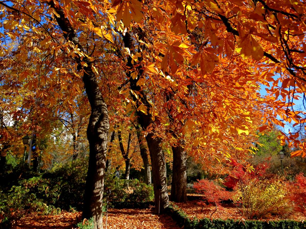 Bright orange autumn leaves in Madrid's Jardin Botanico