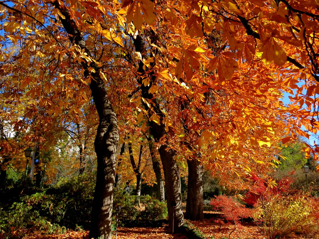 Bright orange autumn leaves in Madrid's Jardin Botanico