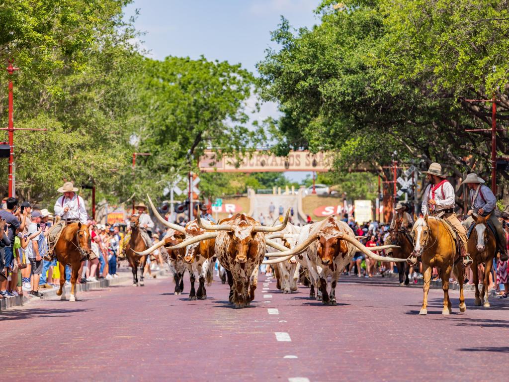 Cattle drive in the city with people on horses, sunny day on the main street